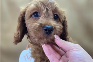 Wanda - Cavapoo for sale