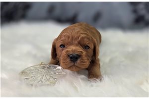 Anna - Cavapoo for sale