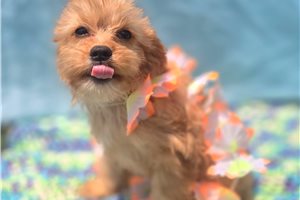 Novo - Cavapoo for sale