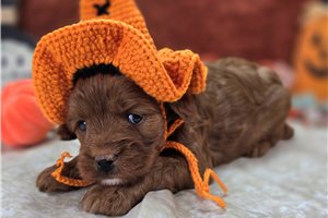 Dudley - Cavapoo for sale