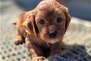 Archer - Cavapoo for sale