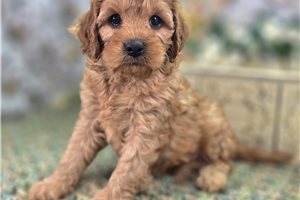 Blake - Cavapoo for sale