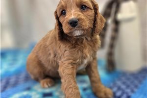 Amir - puppy for sale