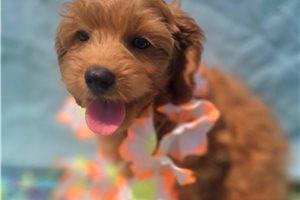 Onyx - puppy for sale