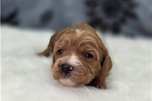 Athena - Cavapoo for sale