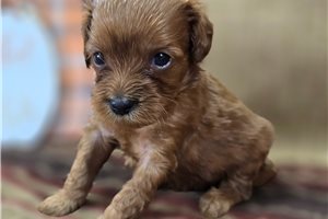 Alexander - Cavapoo for sale