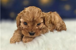 Bernard - Cavapoo for sale
