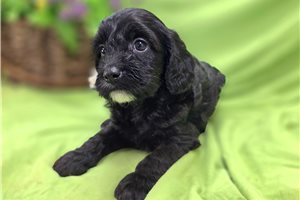 Marianna - Cavapoo for sale