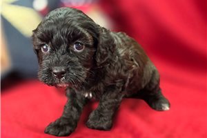 Edith - Cavapoo for sale