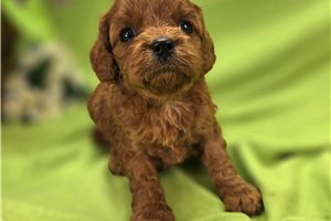 Amber - Cavapoo for sale
