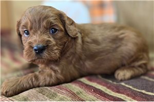 Astro - Cavapoo for sale