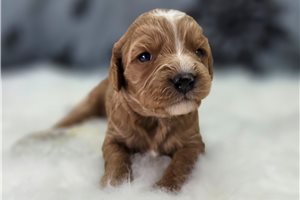 Addison - Cavapoo for sale