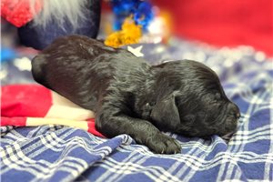 Marianna - puppy for sale
