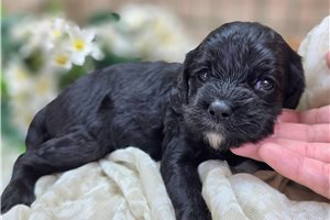 Mayweather - Cavapoo for sale