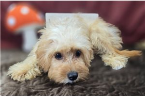 Novo - Cavapoo for sale