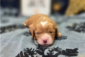 Plum - Cavapoo for sale