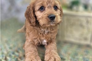 Chester - Cavapoo for sale