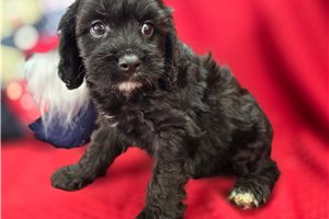 Mayhew - Cavapoo for sale
