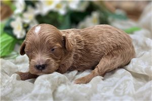 Opal - puppy for sale