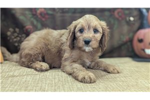 Archer - Cavapoo for sale