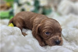 Garnet - puppy for sale