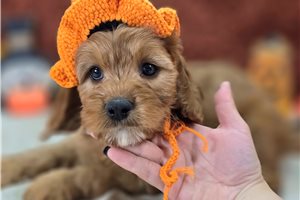 Archer - Cavapoo for sale