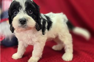 McCoy - Cavapoo for sale