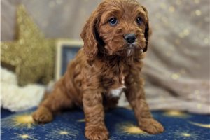Pascal - Cavapoo for sale