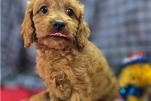 Wanda - Cavapoo for sale