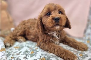 Charlie - Cavapoo for sale