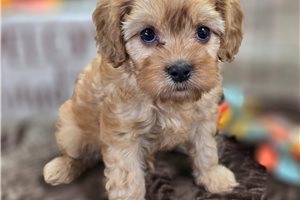 Wayne - Cavapoo for sale