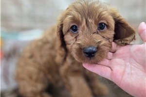 Wanda - Cavapoo for sale