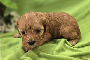Einstein - Cavapoo for sale