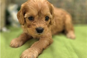 McDuff - Cavapoo for sale