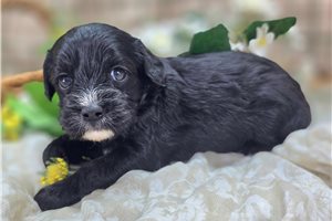 Marie - Cavapoo for sale