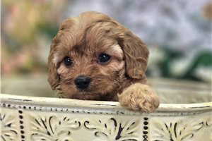 Bernard - Cavapoo for sale
