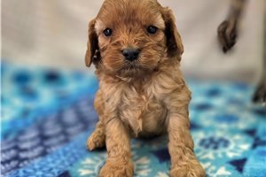 Bernard - Cavapoo for sale