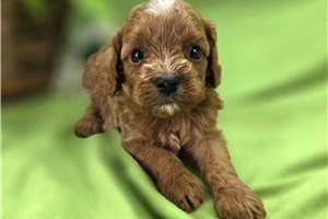Ruby - Cavapoo for sale