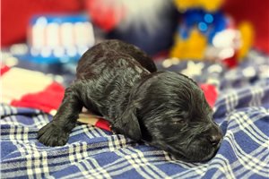 Mayhew - puppy for sale