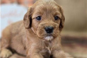Archer - Cavapoo for sale