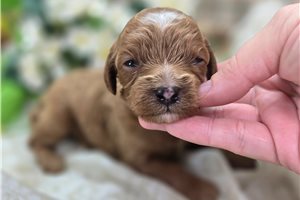 Ruby - puppy for sale