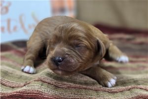 Destiny - Cavapoo for sale