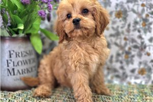 Bobby - Cavapoo for sale