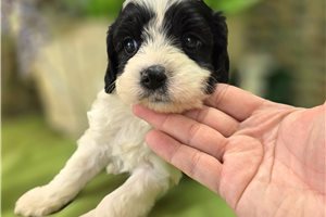McCoy - Cavapoo for sale