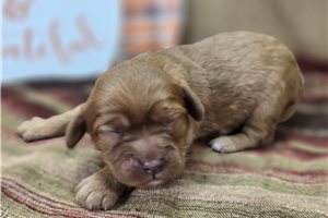 Diana - Cavapoo for sale