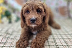 Austin - Cavapoo for sale