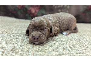 Evan - Cavapoo for sale