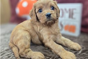 Amos - Cavapoo for sale