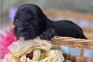 Mayweather - Cavapoo for sale