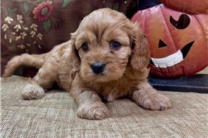 Diana - Cavapoo for sale